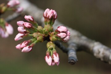 桜のつぼみ