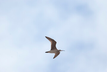 Curve billed Whimbrel flying overhead