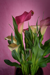 Pink multicolour Calla lily Flower