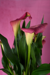 Pink multicolour Calla lily Flower