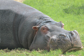 hippopotamus resting on the grass looking at the camera 