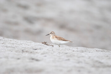 Least Sandpiper on the sandy shore