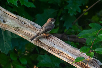 Eastern Phoebe perched on a deadwood