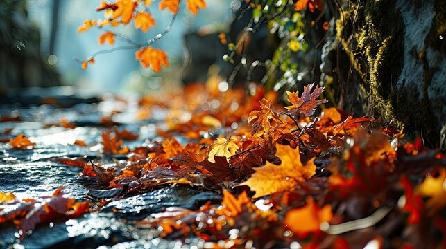 Autumn Backgroundfall Studio Podium Display Shadow, Wallpaper Pictures, Background Hd
