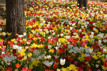 チューリップの花畑