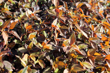 Variegated leaves on a plant in a garden
