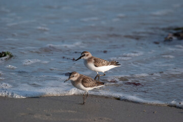 Semipalmated Sandpipers running along the shore