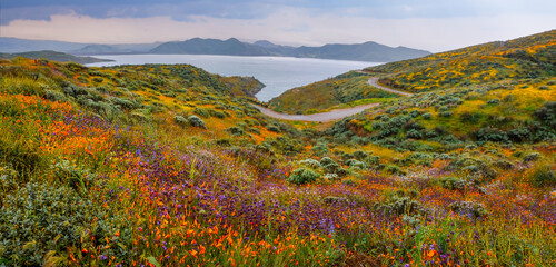 Spring wildflowers at Diamond valley lake in California.