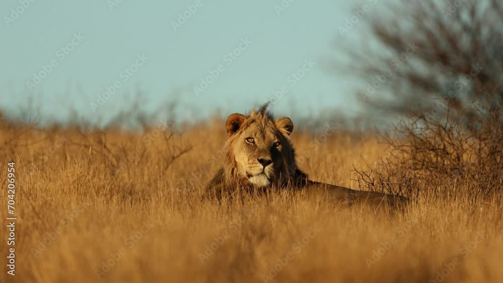 Wall mural big male african lion (panthera leo) in early morning light, kalahari desert, south africa