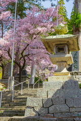 鉾持神社の満開の桜　長野県伊那市高遠町にて