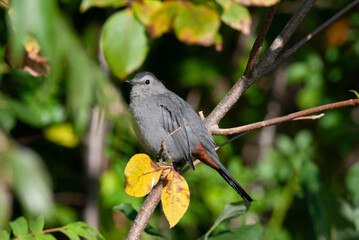 Grey Catbird perched in a leafy bush
