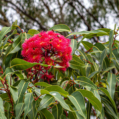 Red Flowering Gum