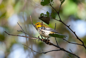 Black Throated green Warbler perched on a branch