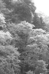 白黒で写した山々の木々の風景1