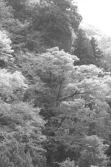 Fotobehang 白黒で写した山々の木々の風景1 © ken1344