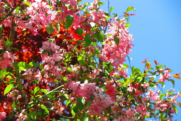 Obraz na płótnie Canvas 軒先に咲くピンク色の花と赤色の紅葉の風景4
