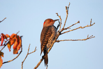 Northern Flicker perch in the sunlight