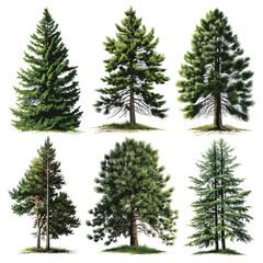Fototapeta premium Isolated pine tree on white, Festively decorated Christmas tree with snow
