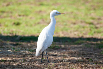 Western Cattle Egret foraging on a farm