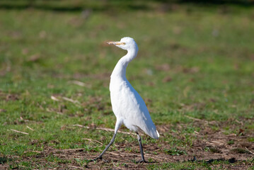 Western Cattle Egret foraging on a farm