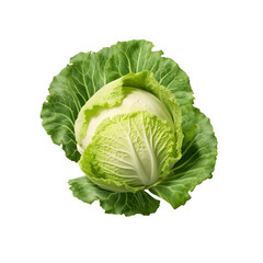 Fototapeta premium cabbage isolated on png background, clipping path, full depth of field