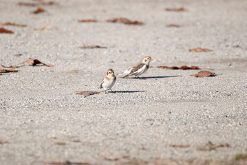 Snow Bunting in a gravel lot