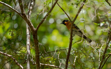 Pájaro naranja y gris canta entre ramas verdes. Luz y sombra crean contraste y profundidad. Imagen natural y artística.