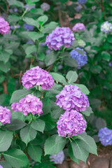 Fototapeta premium 紫の紫陽花
