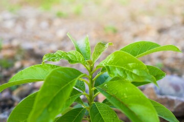 Young Avocado Plant Sprouting , Fresh Growth and Greenery.