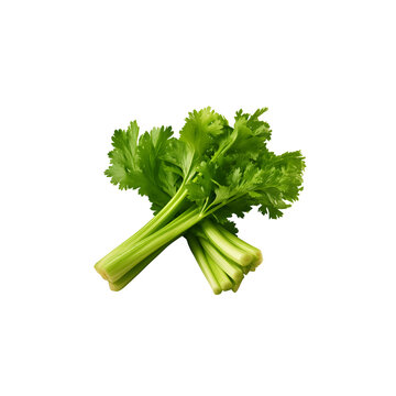 Celery on a png background.