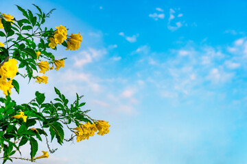 Yellow Trumpet Flowers Against a Blue Sky