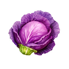young red cabbage on a png background.  ​​violet vegetable on the table. salad cooking concept. illustration of diet food. purple cabbage close up.