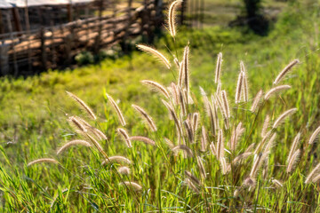 Foxtail Grass in a Lush Field with Rustic Fence Background.