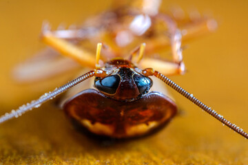 Dead cockroach on wooden floor background.