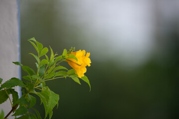 Obraz premium yellow flower in the garden