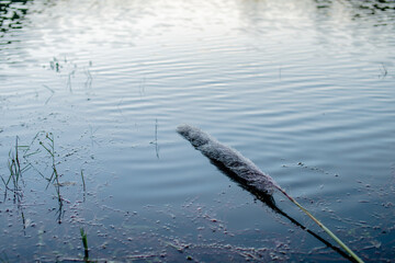 reflection in the water