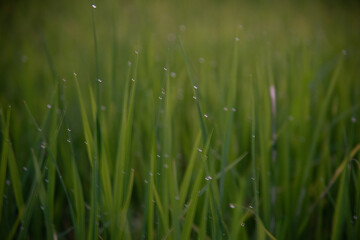 dew on grass