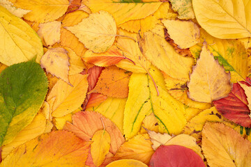 Background of fallen autumn yellow, red and green leaves