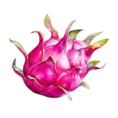 Dragon Fruit Watercolor