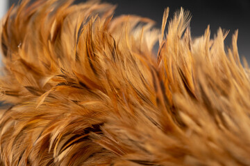 Close-up of the chicken feather duster stick.