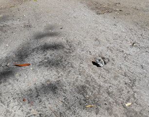 Butterfly agama or Small-scaled or Ground lizard in the burrow on the sand at Khao Sam Roi Yot National Park, Orange and black color stripes on yellow and brown skin of Tropical reptiles in Thailand