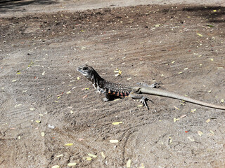 Fototapeta premium Butterfly agama or Small-scaled or Ground lizard on the sand at Khao Sam Roi Yot National Park, Orange and black color stripes on yellow and brown skin of Tropical reptiles in Thailand