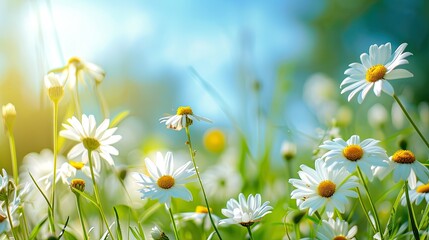 beautiful, sun-drenched spring summer meadow. Natural colorful panoramic landscape with many wild flowers of daisies against blue sky. A frame with soft selective focus. 