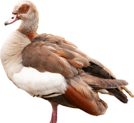 Eygptian goose png, transparent background