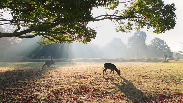 Nara deer in Japan at sunrise on a foggy autumn morning with sunbeams, dreamy Nara landscape with a deer grazing at sunrise, famous Japanese travel destination
