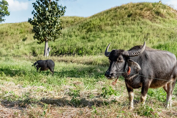 Buffalo standing in pastoral field with hill background.