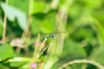 とんぼ見つけた