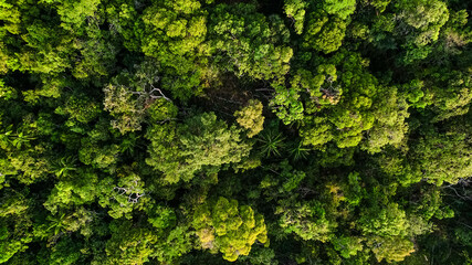 Aerial view of a dense green forest canopy, highlighting the concept of nature conservation and...