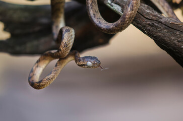 close up of a snake 