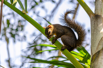 um esquilo em um galho de árvore com cauda longa e peluda. A pelagem é de cor marrom, que está se segurando no galho com as patas dianteiras e as traseiras e com cabeça erguida olhando para a frente.
